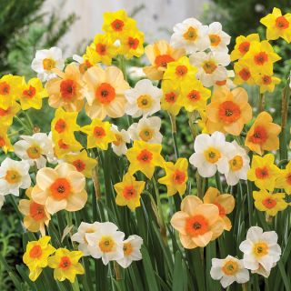 Fragrant Friends Daffodil Blend Thumbnail